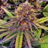 семена конопли Москва Blue Gelato 41 feminised Barneys Farm