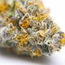 семена конопли индика Blue Gelato 41 feminised Barneys Farm