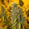 семена культурной конопли купить Blue Gelato 41 feminised Barneys Farm