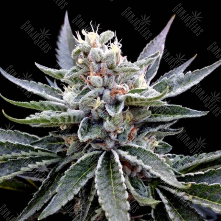 семена конопли для посадки купить Florida Gold feminised DNA Genetics семена конопли для посадки купить Florida Gold feminised DNA Genetics