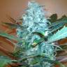 семена конопли купить семена конопли Pato #1 feminised Kannabia Seeds семена конопли купить семена конопли Pato #1 feminised Kannabia Seeds