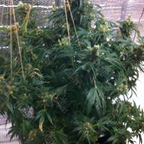 Jock Horror regular Nirvana Seeds
