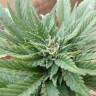семена конопли интернет магазин Auto Fresh Candy feminised Pyramid Seeds семена конопли интернет магазин Auto Fresh Candy feminised Pyramid Seeds