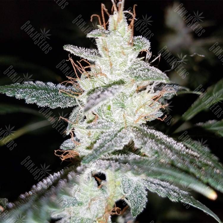 купить семена конопли Auto Diesel feminised Royal Queen купить семена конопли Auto Diesel feminised Royal Queen