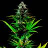 Tropicanna Poison feminised GanjaSeeds Fast Version заказать семена конопли Tropicanna Poison feminised GanjaSeeds Fast Version заказать семена конопли