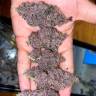 Tropicanna Poison feminised GanjaSeeds Fast Version заказать Tropicanna Poison feminised GanjaSeeds Fast Version заказать