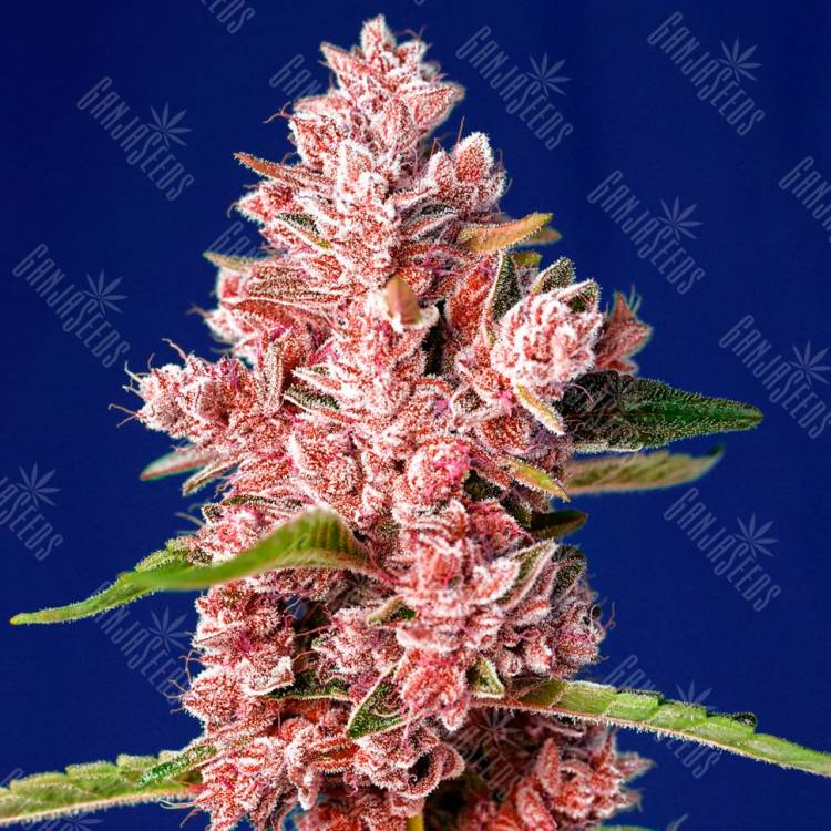 Tropicanna Poison feminised GanjaSeeds Fast Version семена недорого Tropicanna Poison feminised GanjaSeeds Fast Version семена недорого