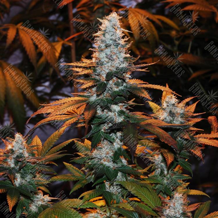 заказ семян конопли Москва Auto Cream Mandarine feminised заказ семян конопли Москва Auto Cream Mandarine feminised