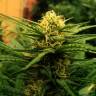 Wonder Skunk feminised Seedmakers Seeds Wonder Skunk feminised Seedmakers Seeds