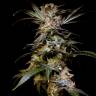 семена конопли наложенным платежом Charyn feminised Bang Seeds семена конопли наложенным платежом Charyn feminised Bang Seeds