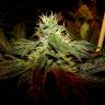 качественные семена конопли Charyn feminised Bang Seeds качественные семена конопли Charyn feminised Bang Seeds