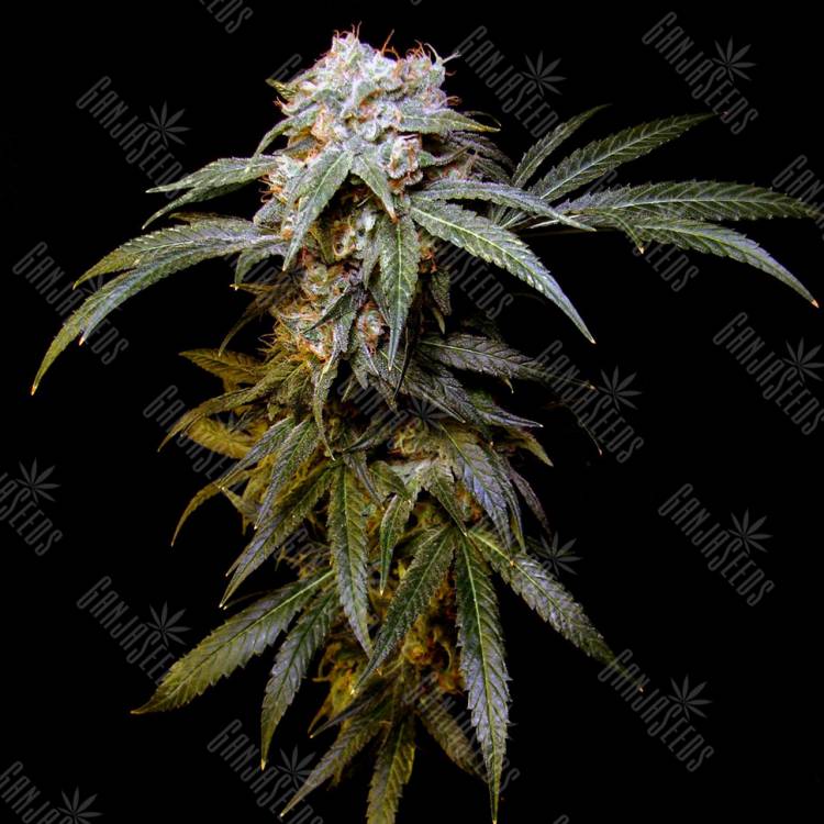 урожайные семена конопли Charyn feminised Bang Seeds урожайные семена конопли Charyn feminised Bang Seeds