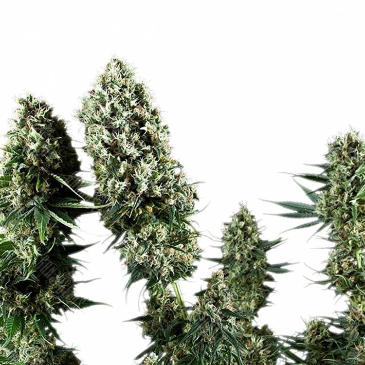 где можно заказать семена конопли Auto Flower Power regular где можно заказать семена конопли Auto Flower Power regular