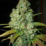 семена конопли f1 в оригинальной упаковке Power Plant regular Dutch Passion Seeds семена конопли f1 в оригинальной упаковке Power Plant regular Dutch Passion Seeds