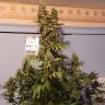 семена конопли интернет магазин Power Plant regular Dutch Passion Seeds семена конопли интернет магазин Power Plant regular Dutch Passion Seeds