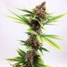 хорошие семена конопли Purple Kush feminised Kannabia Seeds хорошие семена конопли Purple Kush feminised Kannabia Seeds