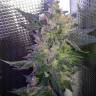 семена конопли Спб Purple Kush feminised Kannabia Seeds семена конопли Спб Purple Kush feminised Kannabia Seeds
