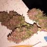 семена конопли для посадки купить Purple Kush feminised Kannabia Seeds семена конопли для посадки купить Purple Kush feminised Kannabia Seeds