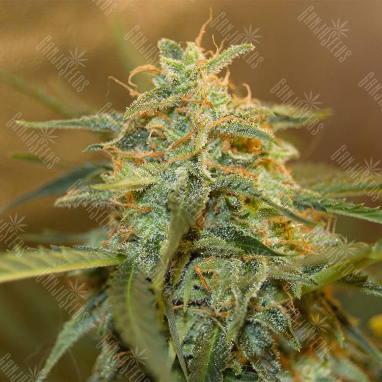 семена культурной конопли купить Auto Easy Bud feminised Royal Queen семена культурной конопли купить Auto Easy Bud feminised Royal Queen