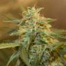семена культурной конопли купить Auto Easy Bud feminised Royal Queen семена культурной конопли купить Auto Easy Bud feminised Royal Queen
