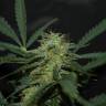 семена конопли индика Auto Easy Bud feminised Royal Queen семена конопли индика Auto Easy Bud feminised Royal Queen