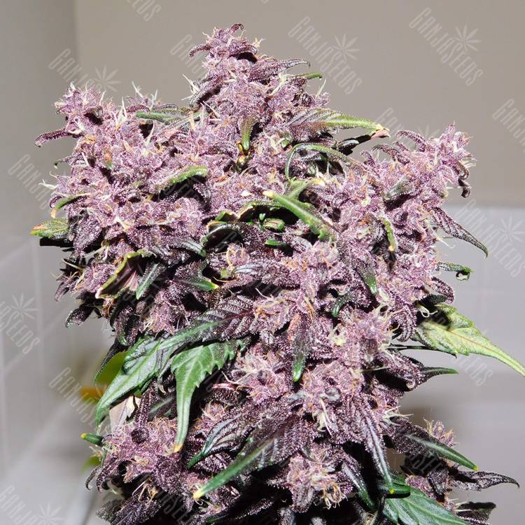 семена конопли недорого Auto Bloody Skunk feminised Sweet Seeds семена конопли недорого Auto Bloody Skunk feminised Sweet Seeds