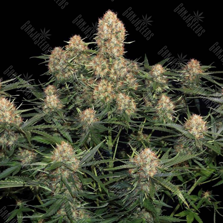 заказать на сайте семена конопли Original Skunk feminised заказать на сайте семена конопли Original Skunk feminised