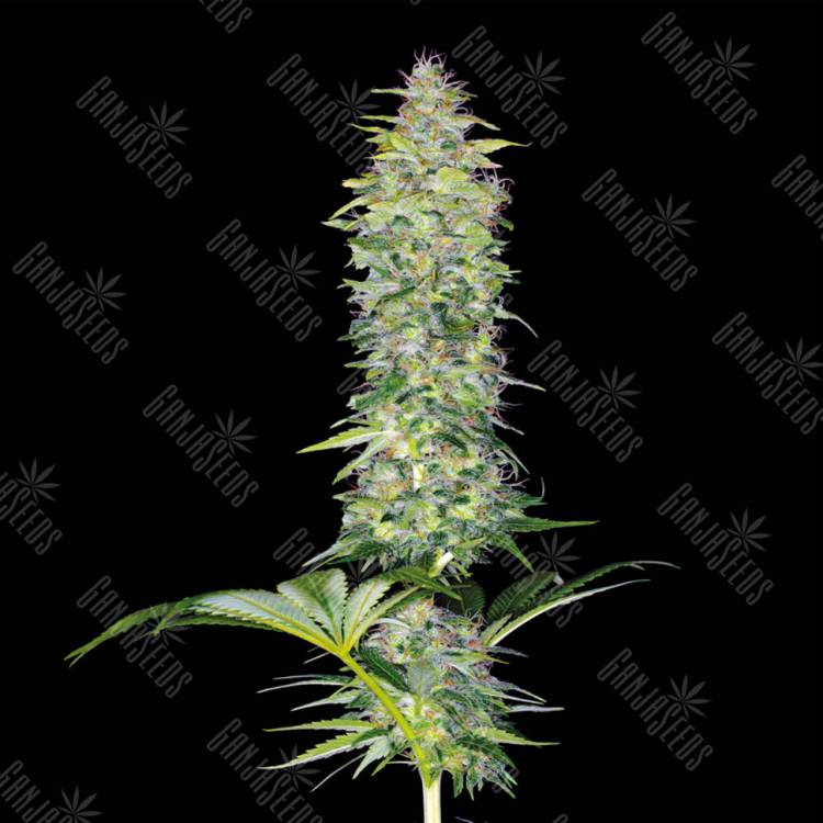 семена конопли интернет магазин Northern Lights x White Widow feminised семена конопли интернет магазин Northern Lights x White Widow feminised