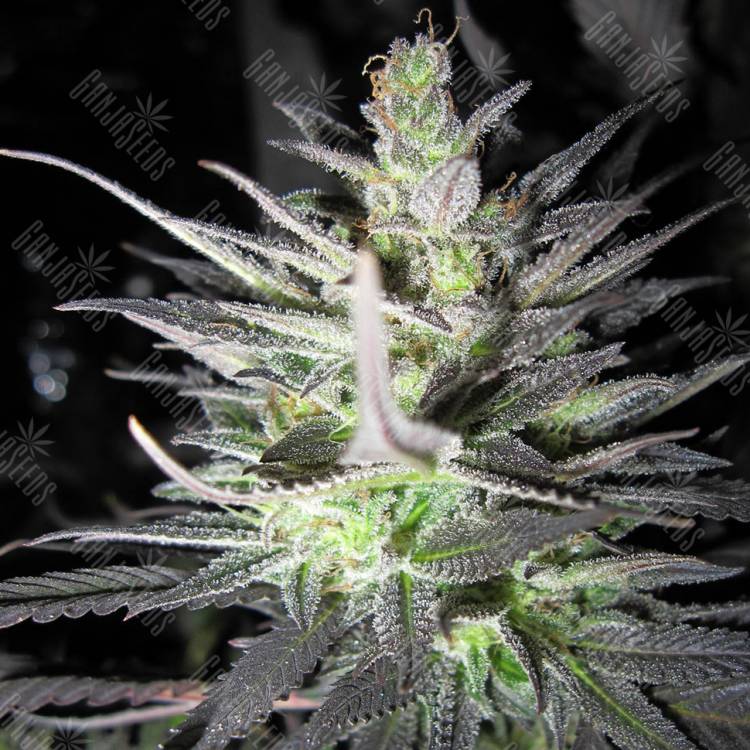 семена конопли с доставкой Super Cali Haze feminised семена конопли с доставкой Super Cali Haze feminised