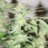 Семена марихуаны White Lavender feminised Ganja Seeds Семена марихуаны White Lavender feminised Ganja Seeds