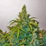 семена конопли феминизированные Auto Blue Kush feminised семена конопли феминизированные Auto Blue Kush feminised