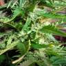 Auto AK feminised RuSeeds