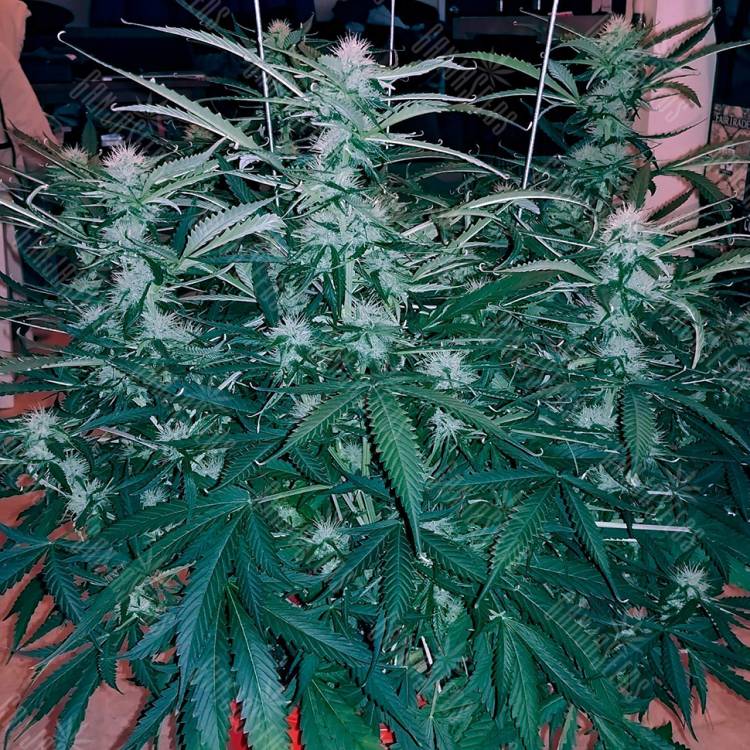 семена конопли в оригинальных упаковках Chuck Chuck feminised Bang Seeds семена конопли в оригинальных упаковках Chuck Chuck feminised Bang Seeds