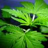 семена конопли автоцвет Auto Fruity Jack regular семена конопли автоцвет Auto Fruity Jack regular