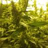 семена конопли аутдор Cookies Kush feminised Barneys Farm