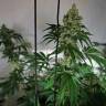семена конопли дешево Cookies Kush feminised Barneys Farm