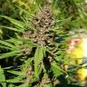 купить семена конопли Purple #1 regular Dutch Passion Seeds купить семена конопли Purple #1 regular Dutch Passion Seeds