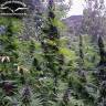регулярные семена конопли купить Purple #1 regular Dutch Passion Seeds регулярные семена конопли купить Purple #1 regular Dutch Passion Seeds