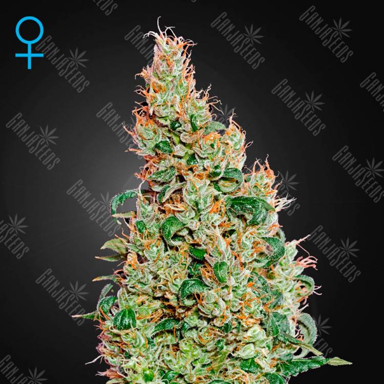 семена культурной конопли купить Auto Green-O-Matic feminised Green House Seeds семена культурной конопли купить Auto Green-O-Matic feminised Green House Seeds