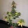 семена конопли для курения Auto Green-O-Matic feminised Green House Seeds семена конопли для курения Auto Green-O-Matic feminised Green House Seeds