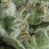 семена конопли феминизированные Auto Kryptonite feminised Pyramid Seeds семена конопли феминизированные Auto Kryptonite feminised Pyramid Seeds