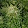семена конопли в оригинальных упаковках Auto Kryptonite feminised Pyramid Seeds семена конопли в оригинальных упаковках Auto Kryptonite feminised Pyramid Seeds
