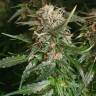 качественные семена конопли Auto Kryptonite feminised Pyramid Seeds качественные семена конопли Auto Kryptonite feminised Pyramid Seeds