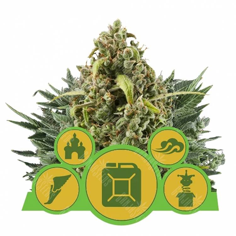 семена конопли для выращивания Autoflowering MIX feminised Royal Queen семена конопли для выращивания Autoflowering MIX feminised Royal Queen