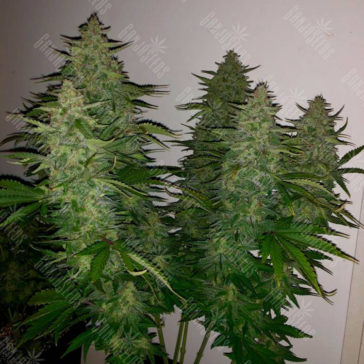 Семена марихуаны Auto Royal Gorilla feminised Ganja Seeds Семена марихуаны Auto Royal Gorilla feminised Ganja Seeds