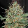 урожайные семена конопли Auto White Widow feminised урожайные семена конопли Auto White Widow feminised