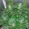 семена конопли в оригинальных упаковках Auto White Widow feminised семена конопли в оригинальных упаковках Auto White Widow feminised