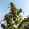 семена конопли Auto White Widow feminised семена конопли Auto White Widow feminised