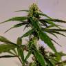 семена конопли наложенным платежом Auto White Widow feminised семена конопли наложенным платежом Auto White Widow feminised