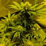 семена конопли почтой Auto White Widow feminised семена конопли почтой Auto White Widow feminised